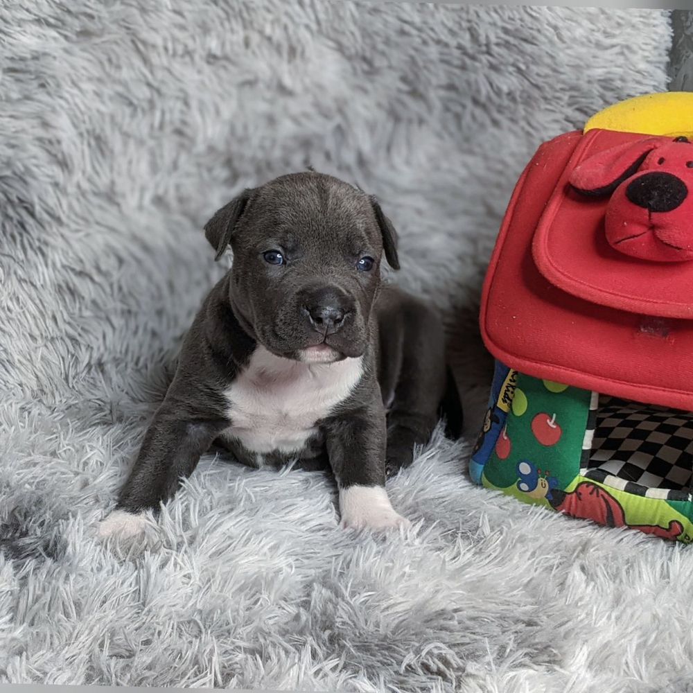 Kristian Blueberry | American Staffordshire Terrier 