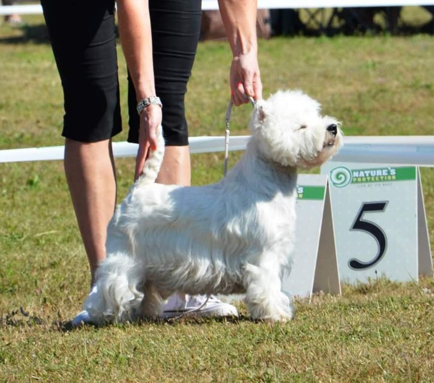 Lovely Luchana Kichaus Little | West Highland White Terrier 