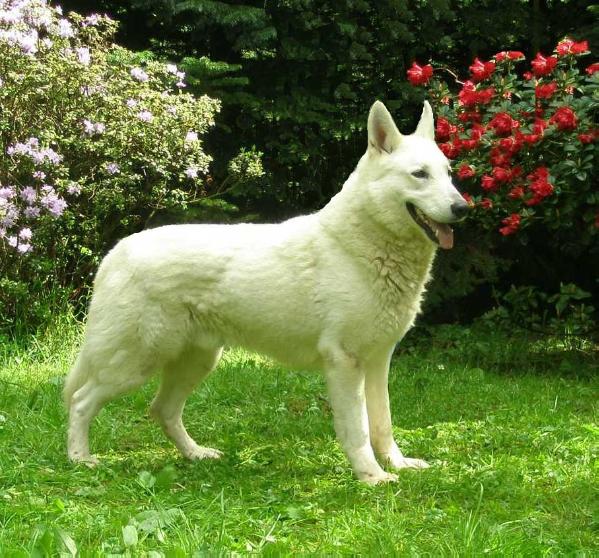 Goran Angelspirit From The Smooth White FTSW | White Swiss Shepherd Dog 