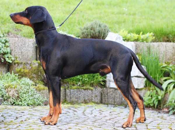 CHOEY dark angels king black | German Pinscher 