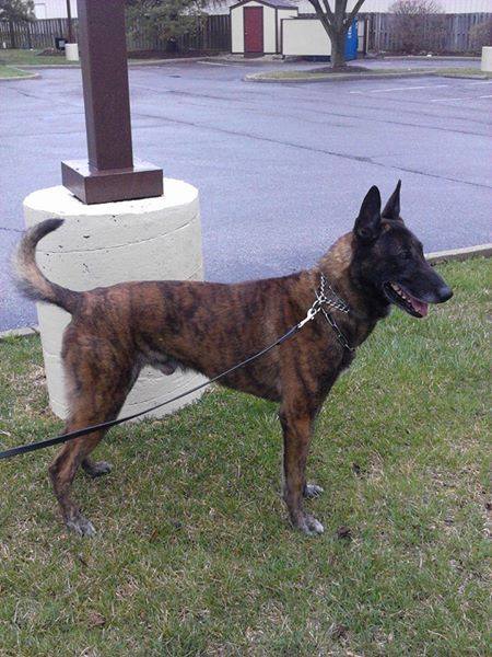 Tuko Hampton | Dutch Shepherd 