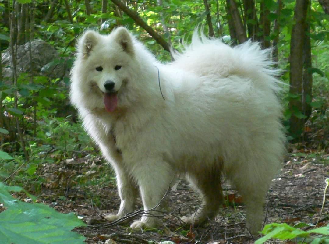 DORA AFFASCINANTE COME UNA BELLA MORA | Samoyed 