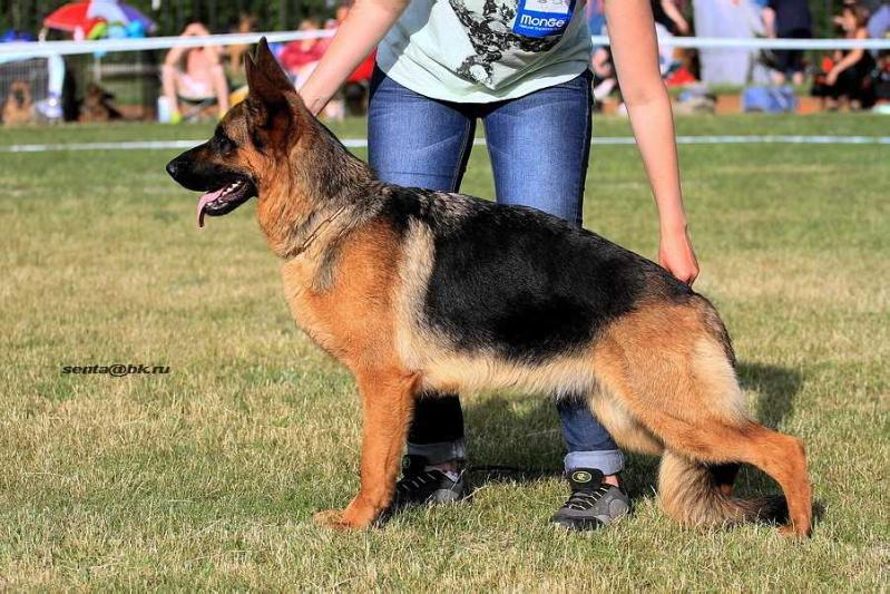 Rizhaya Bestiya Uoll Debora Ann | German Shepherd Dog 