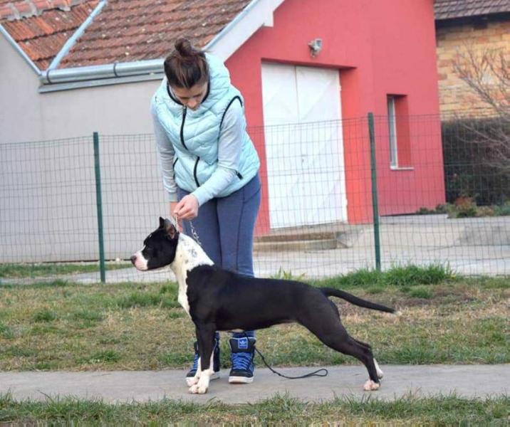 Precious Diamond King's Line | American Staffordshire Terrier 