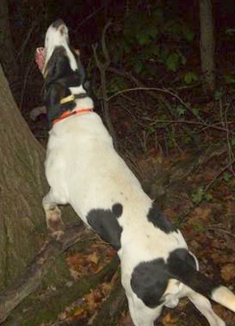 Pine Ridge Wild Ox | American English Coonhound 