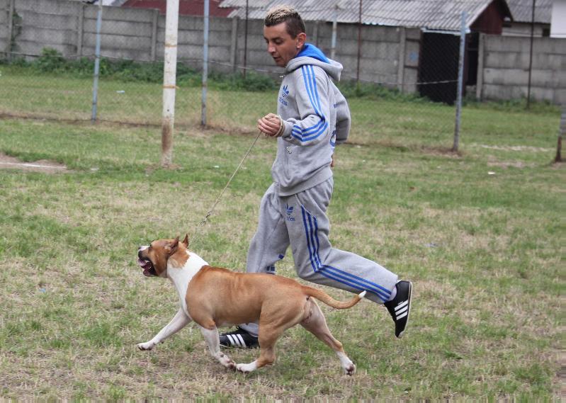 Thunder rock's Kick it High | American Staffordshire Terrier 