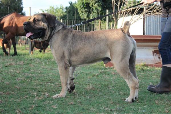 Caberet Tylo | African Boerboel 