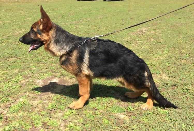 Spencer Von Alf Jarumy | German Shepherd Dog 