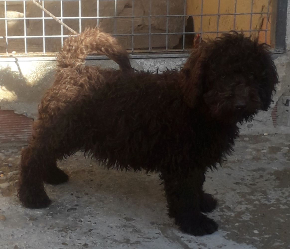 Cheto de Barbarrecia | Spanish Water Dog 