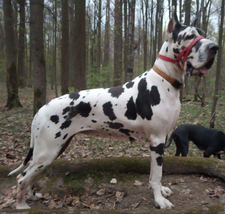 Olgor Bellona Doch Marsa | Great Dane 