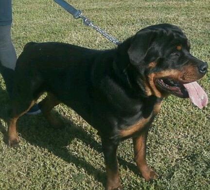 SHAKUR'S FAROOQ NASIR | Rottweiler 