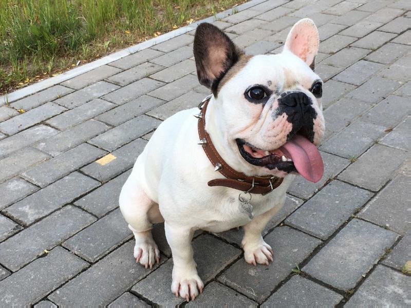 Askanio | French Bulldog 