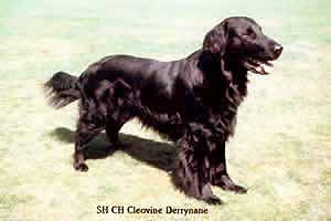 Cleovine Derrynane | Flat-Coated Retriever 