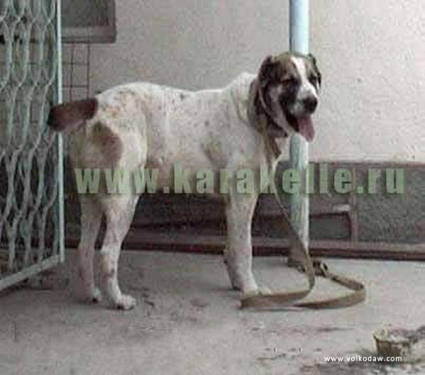 Apachi | Central Asian Shepherd Dog 