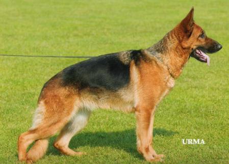 vonmeister atlantic | German Shepherd Dog 