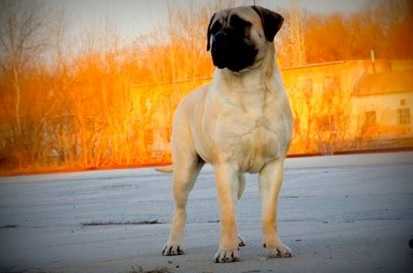PRIORYVALLEY ZARAGOZA AT PI-ET-RA | Bullmastiff 
