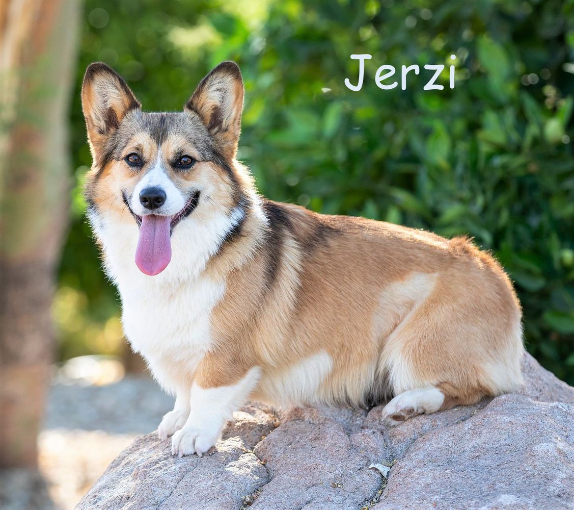 Diamonds In The Ruff Jerzi Jewel | Pembroke Welsh Corgi 