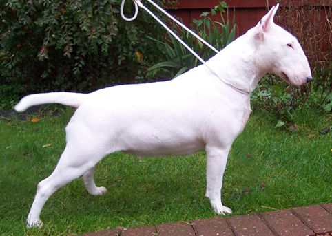 Terjo's Jolee at Javarke | Bull Terrier 