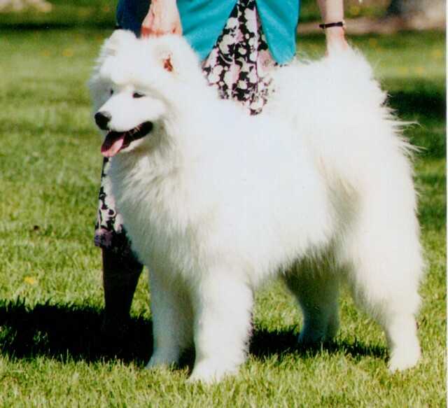 Kolinka's Moonlight Dancer | Samoyed 