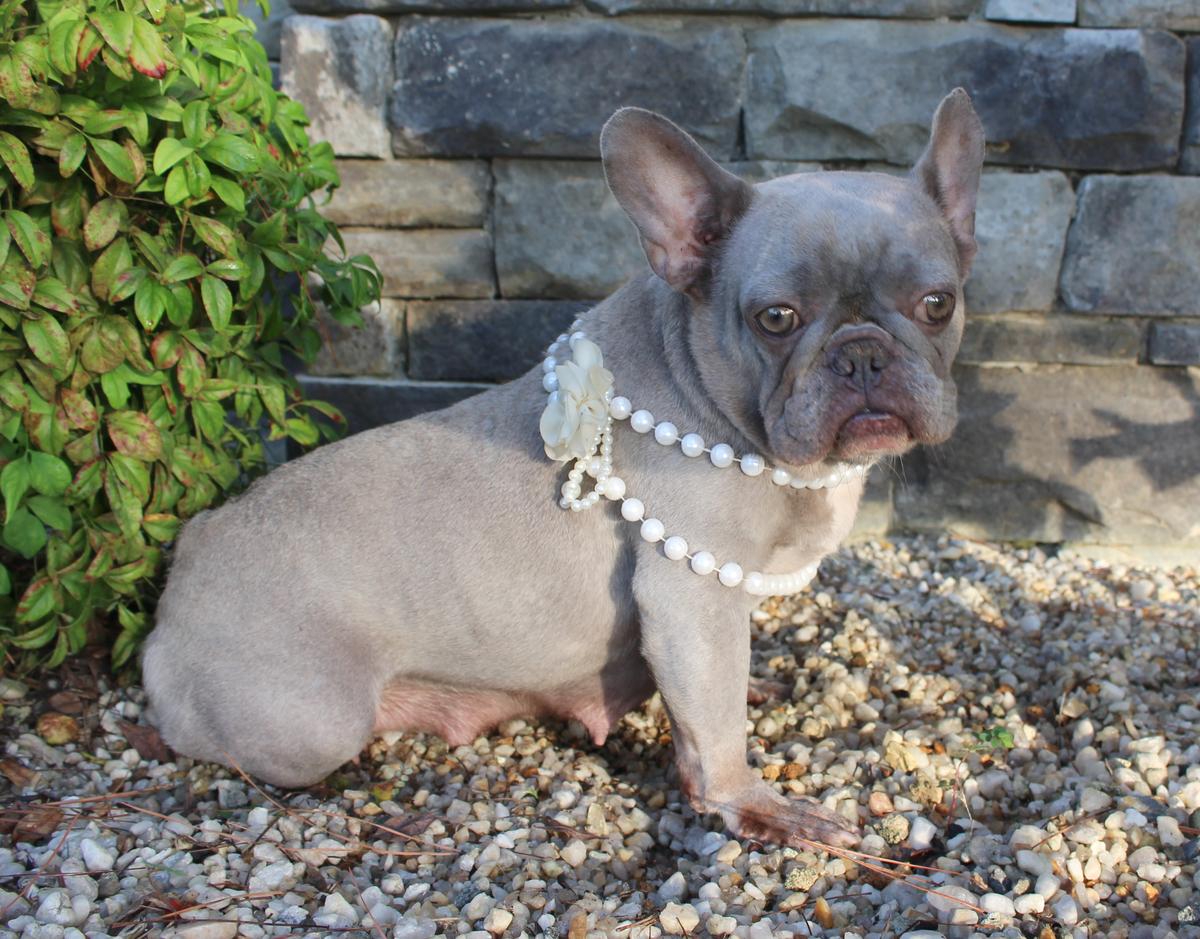 ACH Kingdom Purple Hera | French Bulldog 