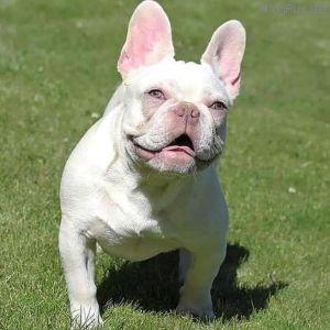 Gama USA | French Bulldog 