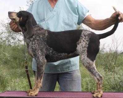 White Deer Blue Lizzy | Bluetick Coonhound 