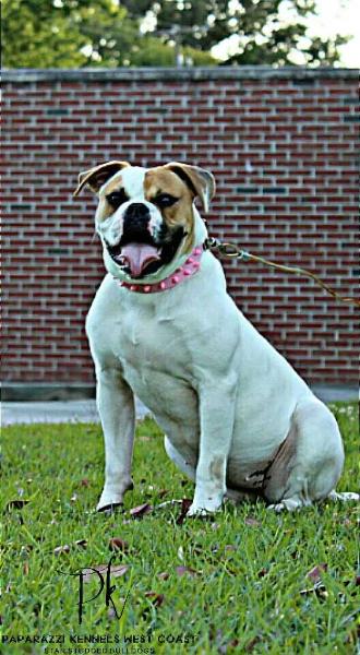 She's a Badd Mama Jama of Paparazzi Kennels | American Bulldog 