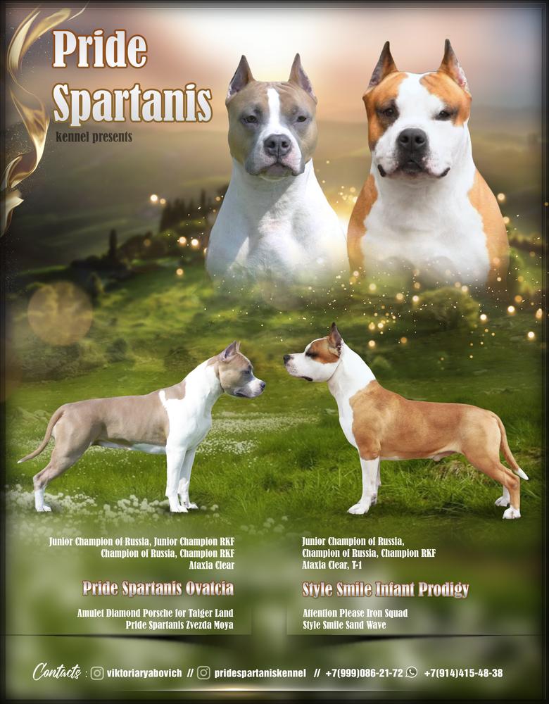 Pride Spartanis Olimpiya | American Staffordshire Terrier 
