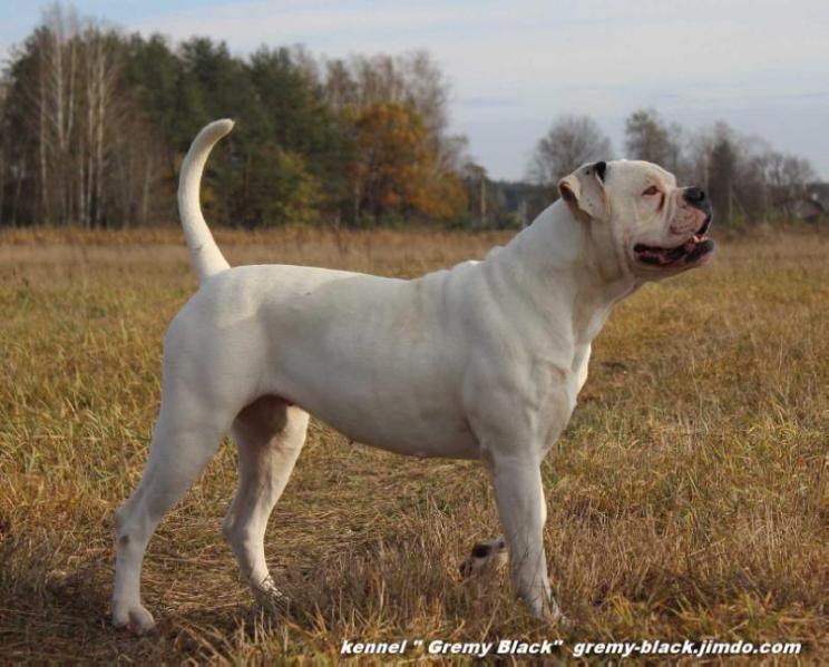 Gremy Black Aleksis | American Bulldog 