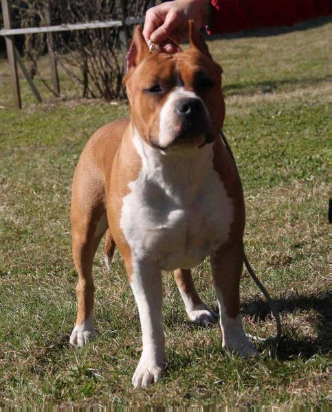 BLAGOVESTA PRIDE OF VIKTORIA | American Staffordshire Terrier 