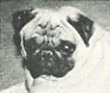 Walhaven Acrobat | Pug 