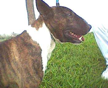 Cesari white stone bulls | Bull Terrier 