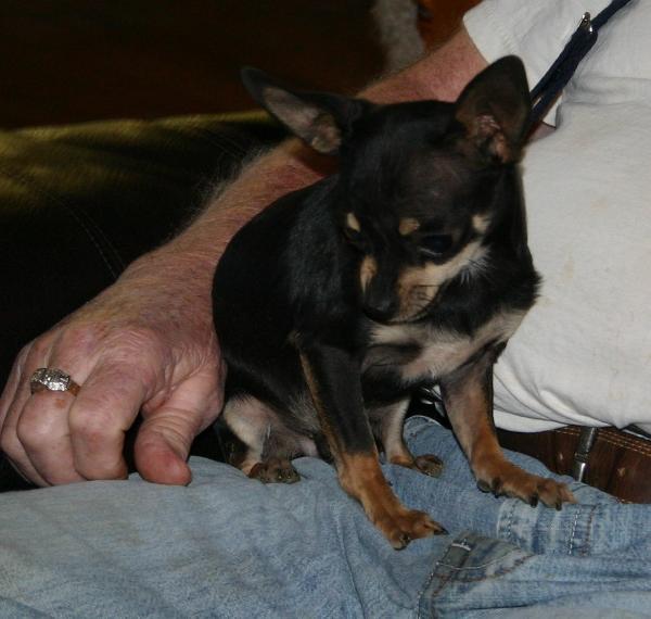 Varners Packin Cash N Spades | Chihuahua 