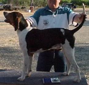 Mc Cloud River Quirt Evans | Treeing Walker Coonhound 