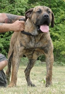 Kimbo de la Isla de los Volcanes | Perro de Presa Canario 