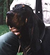 Rockin' B The Joker O' Foxfire | Black and Tan Coonhound 