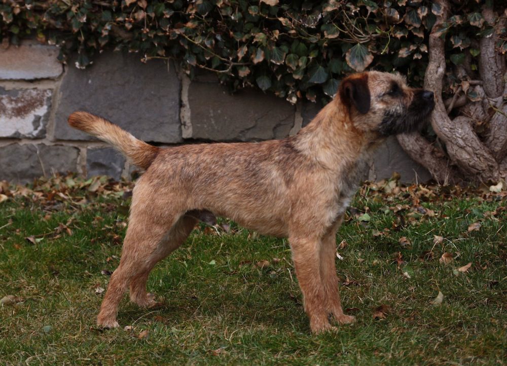 Chatmoss Charlie Boy | Border Terrier 