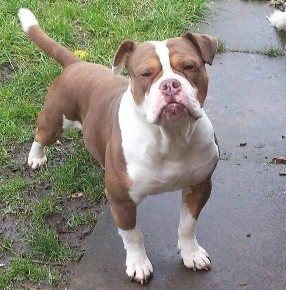 Nbbz' Eddie | Olde English Bulldogge 