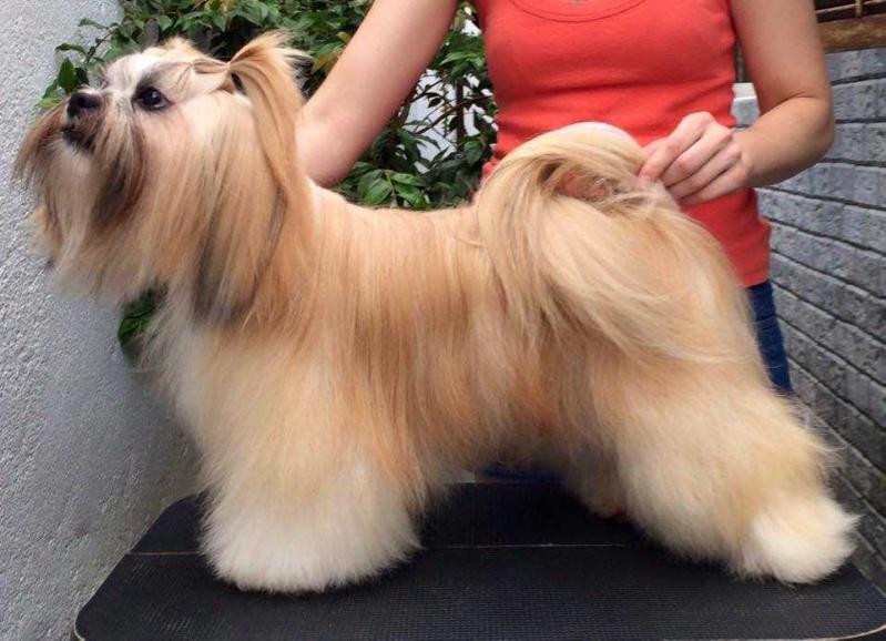 RMoretto Cane Julie | Lhasa Apso 