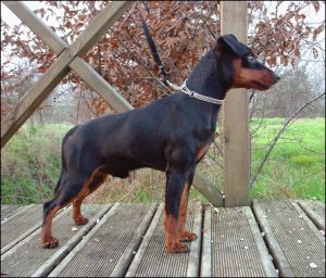 Fendi vom Kosslbachtal | Miniature Pinscher 