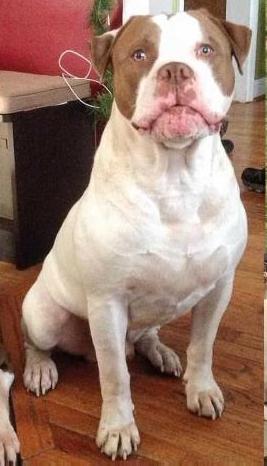 Gunnar of Aspenrare | American Bulldog 