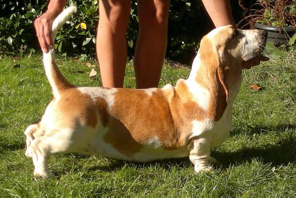 Franbar's Betty Boop | Basset Hound 