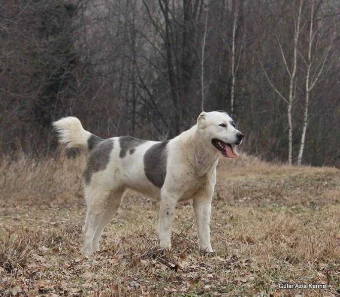 Gular Azia Labiba | Central Asian Shepherd Dog 