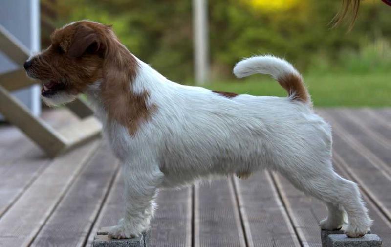 Konstansiana's I am Garp | Jack Russell Terrier 