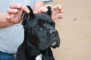 BODYGUARD LAND FERRERA ROCHE | Cane Corso 