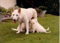 White Lilac of Blinkbonny | White Swiss Shepherd Dog 