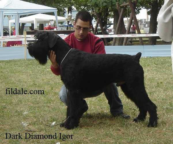 DARK  DIAMOND IGGY POP | Giant Schnauzer 