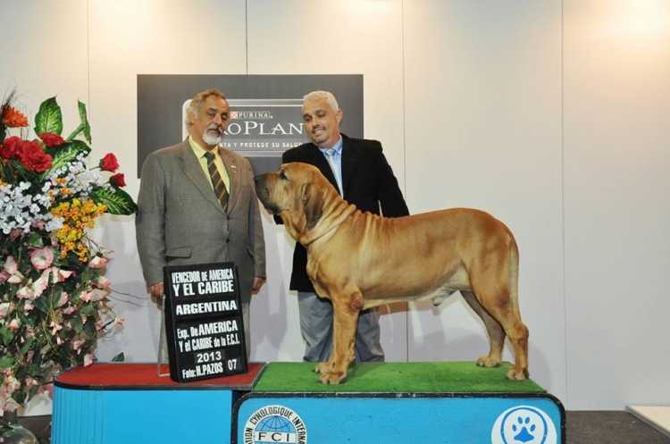 Jeremmy Monroe IV do Rincão Violento | Fila Brasileiro 