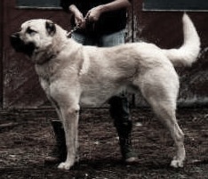 Capar Of Sakarya | Anatolian Shepherd Dog 