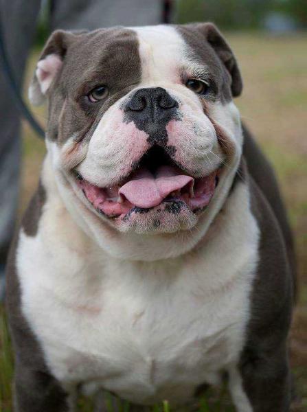 Magnum vom Frankenstein | Olde English Bulldogge 